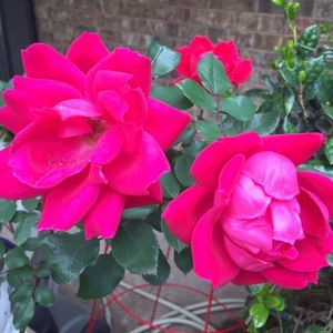 Meet your Posher, Jinjin